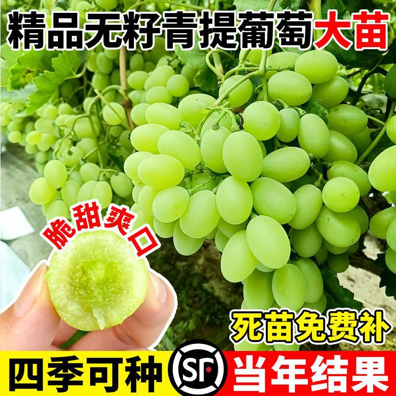 青提葡萄树南北方庭院种植特大四季爬藤盆栽耐寒无籽当年结果
