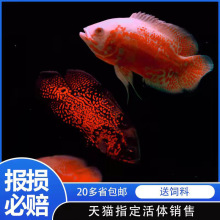 �ڰ׵؈D�~�i���~�W�^�~�y���~�д��͵�ˮ����Ꭷ�^�p�~���w