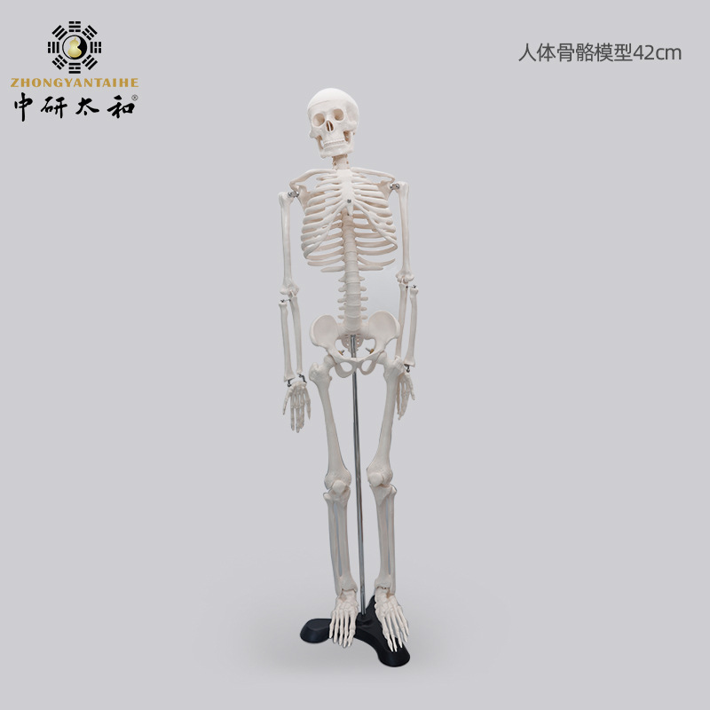 Chinese: Physiological skeleton, heart, human bone, 85cm