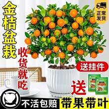 ҃͏dGļʳôƤֲ玧ۘ仨