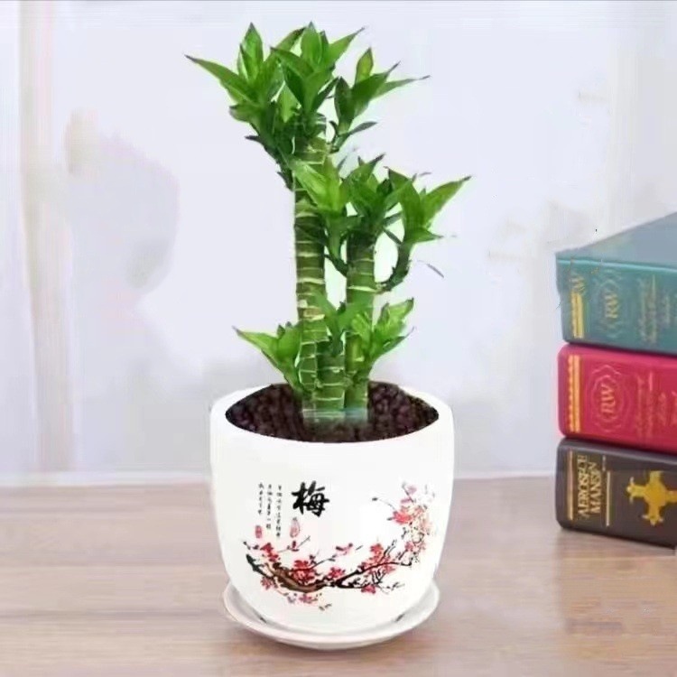 步步高观音竹 富贵竹 荷花竹 水养土培盆栽 室内客厅吸某醛植物