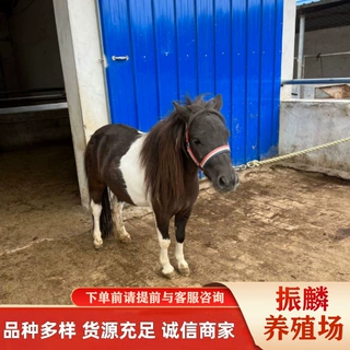 矮马批发 回收宠物矮马 汉宫小矮马饲养成本哪有回收马的