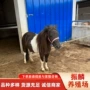 汉宫成本宠物矮马