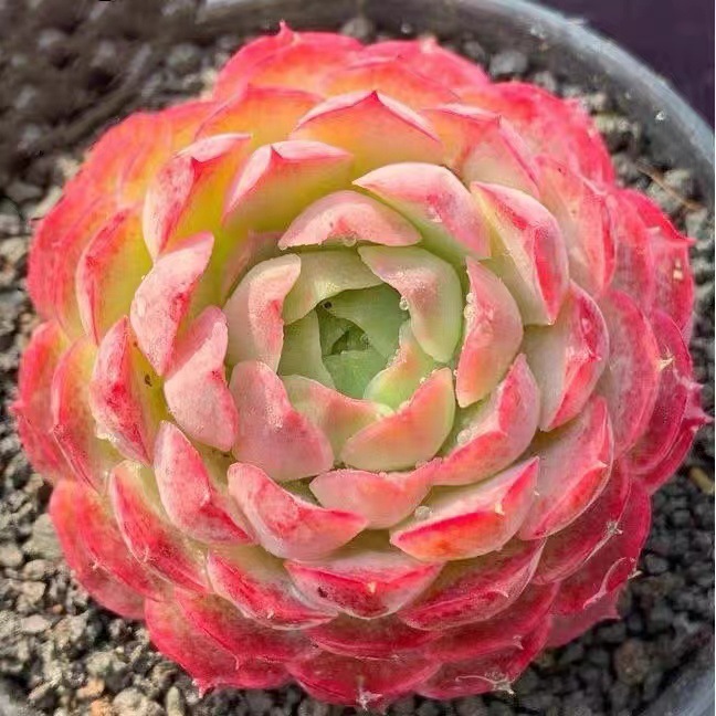 진사 두더지 4-5cm (플라스틱 대야에 심어 배송)