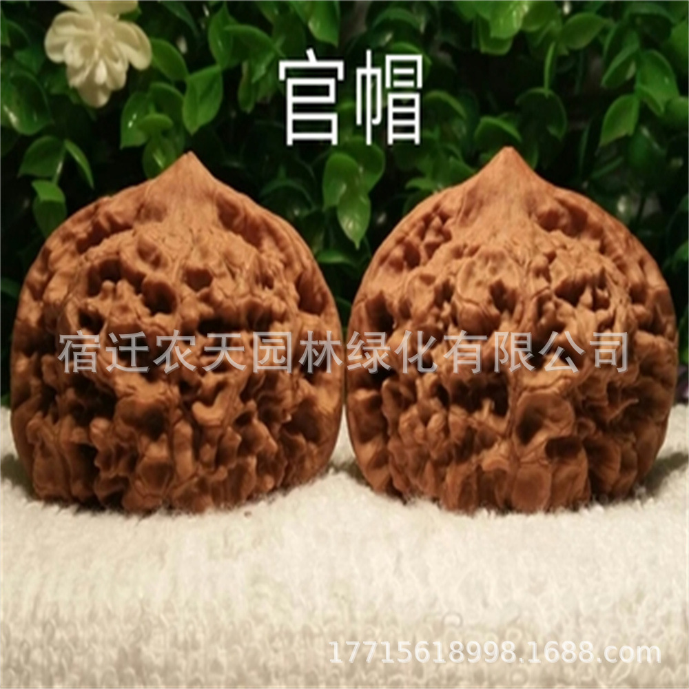 白狮子头麒麟纹狮子头文玩核桃树把玩嫁接苗麻核桃树苗官帽四座楼