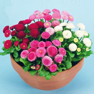 Flower Seeds, Daisy Seeds, Dwarf Ground Cover Potted Plants, Outdoor Flowering Horsehead Orchids, Sun Chrysanthemums, Easy-To-Live Flower Seeds for All Seasons
