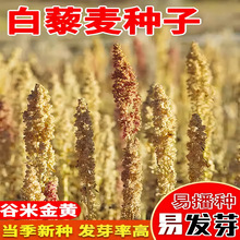 ��޼���N������s�Z��޼���N�ӽ������ɫ��޼�N�у��|��޼���N��