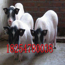 巴馬香豬小豬仔子二十斤的巴馬香豬價格北京黑豬出售養殖場直銷
