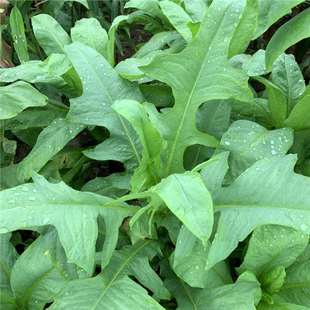 �����˷N���Z�����ļ������ι�i�u���Z�~�ݷN�Ѷ��������{�˷N��