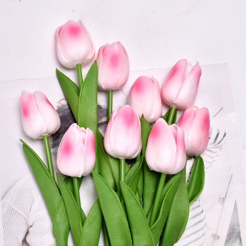 Peach Powder Tulip