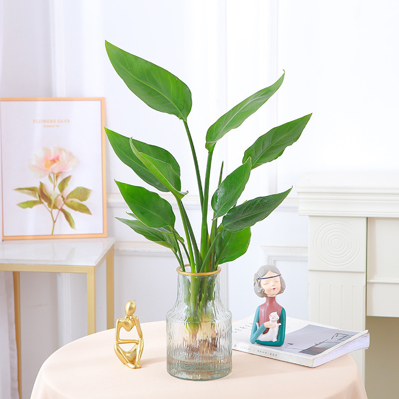 극락조 50-60cm [3그루] + 투명극냉골판병