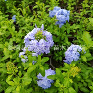 �{ѩ�����绨���LͥԺ���������̨���Թ��̾G�����������G��ľ