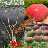 Саженцы манго Jinhuang манго саженцы четыре сезона мед манго саженцы семь саженцев манго саженцы плодовых деревьев оптом прививка саженцев фруктовых деревьев