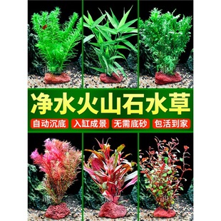 Fish Tank Aquatic Plants, Real Grass Landscaping, Ecological Full Set of Ornaments, Fish Farming, Oxygenation, Negative Hydroponics, Purification Green Plants