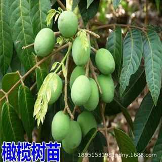 黑榄大核工艺橄榄苗青橄榄树苗果树嫁接乌榄南北方种甜橄榄果苗