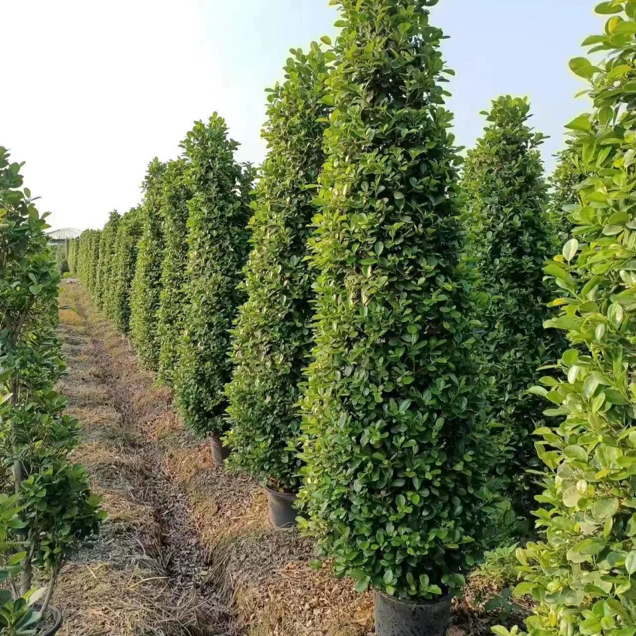 2303 база поставляет 3-метровый вулкан Фикус