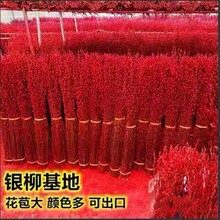 招财银柳真花鲜枝春节年宵花卉水培耐寒植物干花银柳新年室内装饰
