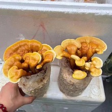 ���w�`֥���P�[̨�̨���B�`֥�^�p�[���`֥�辰Ȥζ�Nֲ��ֲؔ��