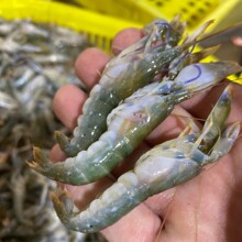 北海捕叮当虾鲜活冷冻东海新鲜嘎嘣虾夹板虾嘎巴虾大花虾鼓虾狗虾