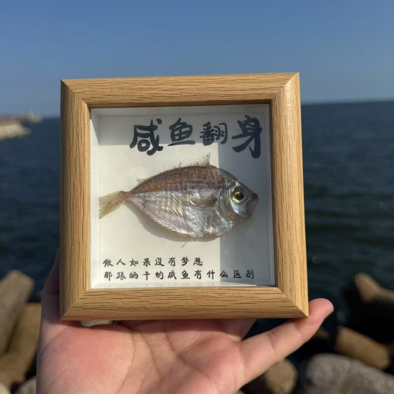送料無料天然法螺貝塩漬け魚ナマコカニ標本フォトフレーム装飾品海辺クリエイティブギフト誕生日ギフト|undefined