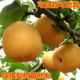 �����޽ӹ����������ش�Xɽ�������殔��Y�����ϱ����������