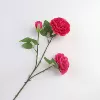 Yang Peony-Rose Red