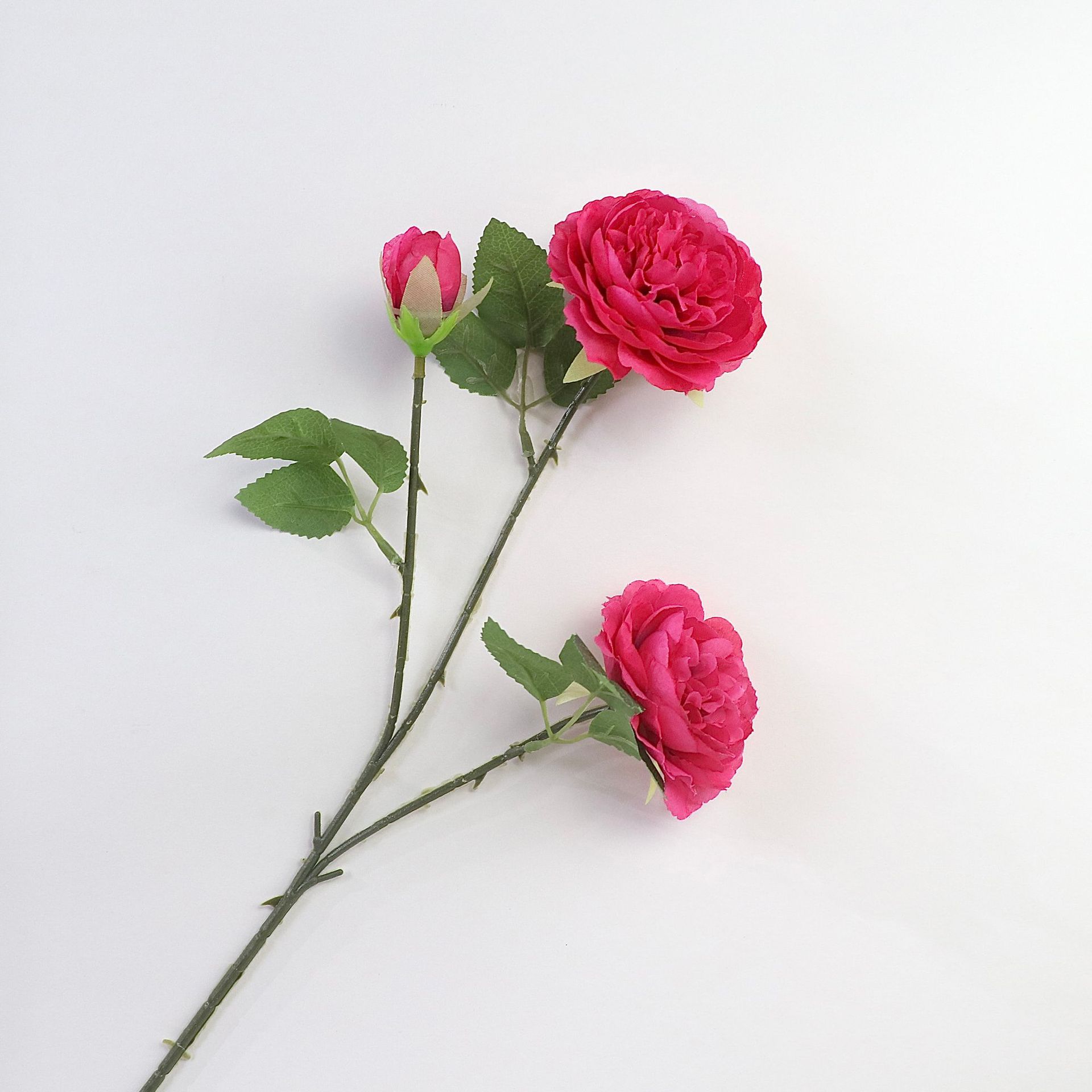 양 모란-로즈 레드