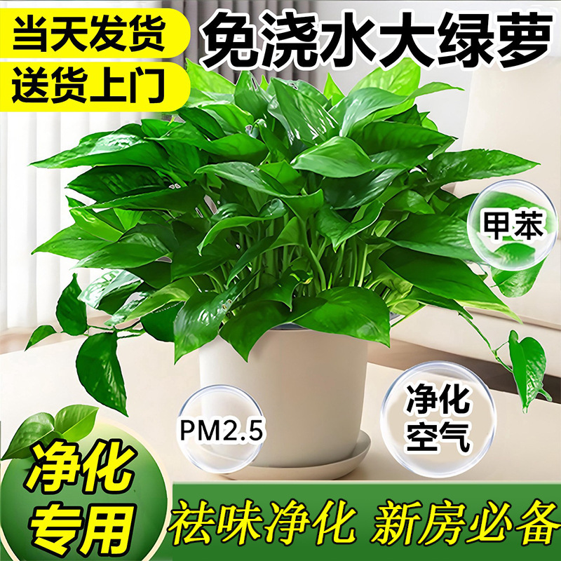 Large Potted Green Plant Base Directly Sells Indoor Decorative Plants and Flowers, Air Purifying, Formaldehyde Absorbing Green Plants, Wholesale Green Plants Large Potted Green Plant Base Directly Sells Indoor Decorative Plants and Flowers, Air Purifying, Formaldehyde Absorbing Green Plants, Wholesale Green Plants
