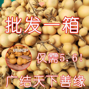 Special Price Gourd with Gold Twist, Small Gourd for Crafts, Wholesale Small Hand-Held Piece, Natural Gourd Pendant, Hand-Twisted