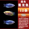 Blue and yellow manlong mix 6-8cm 12 pieces