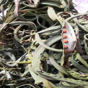 �L��ɽ��ʯ���I�����໽в��~ʯ�^���S���250g