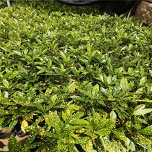 苗圃批黄点变叶小区别墅供应绿化工程苗木花木变叶木彩叶植物绿植