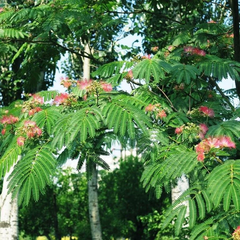 Саженцы акации, саженцы бархатных цветов, саженцы цветов гибискуса, горшечные растения, крупномасштабные зеленые инженерные саженцы для озеленения двора в северной и южной части.