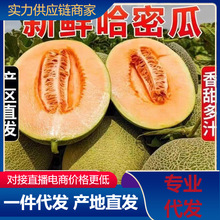 【活动款】正宗哈密瓜脆甜当季新鲜水果甜对接电商直播产地直发
