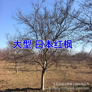 �ձ��t�������t���ձ������t���t�輧���������ͼt�������ͼt��