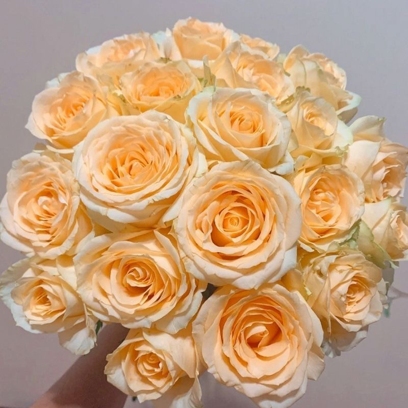 香槟玫瑰云南鲜花基地鲜切花真花家居水养批发直发礼物花束插花