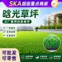 定制幼儿园人工仿真草皮