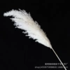 10 pieces of white reed wood