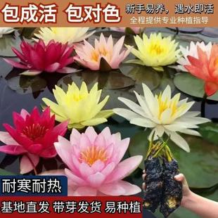 Water Lily Root Block with Buds Hydroponic Plant Four-Season Flower Pond Root Block Potted Lotus Large Root Block Bowl Lotus Package Live