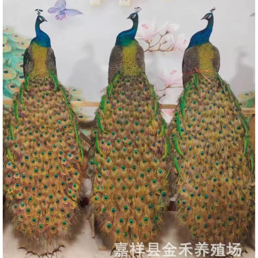 Сколько стоит экземпляр павлина ручной работы? Оптовые синие и белые цветочные образцы павлина для дома и офиса, высококачественные украшения круглый год.