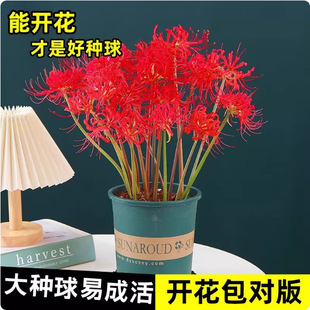 ʯ��˰����N������ɳ�A�N�Ӽt���Q�\ʯ��N�������̨ͥԺѿʯ��