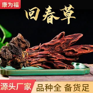 中药材回春草批发各种规格草苁蓉代客打粉整颗无碎泡酒料量大从优