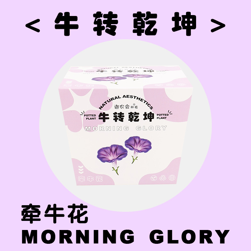 니우 주안 간쿤 (나팔꽃)