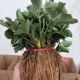 盆栽;月季蔷薇植物;乔木