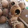 Wholesale coconut shell bird nest Bird cage breeding box peony tiger leather parrot pet wood house pet supplies