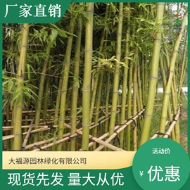 其他园林植物;水生植物;灌木
