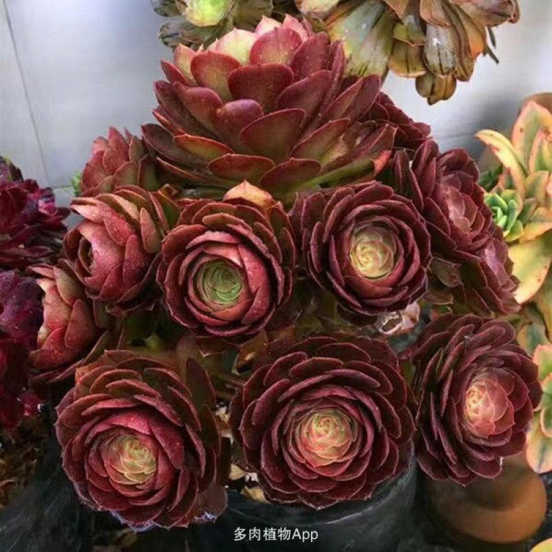 8개의 머리를 들고 있는 초콜릿 할로윈 손 높이 20cm