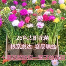 重瓣太阳花苗混色四季开花植物阳台外院好养花卉鲜花带花苞清仓价