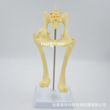 狗骨骼模型 狗骨骼模型品牌 图片 价格 狗骨骼模型批发 阿里巴巴