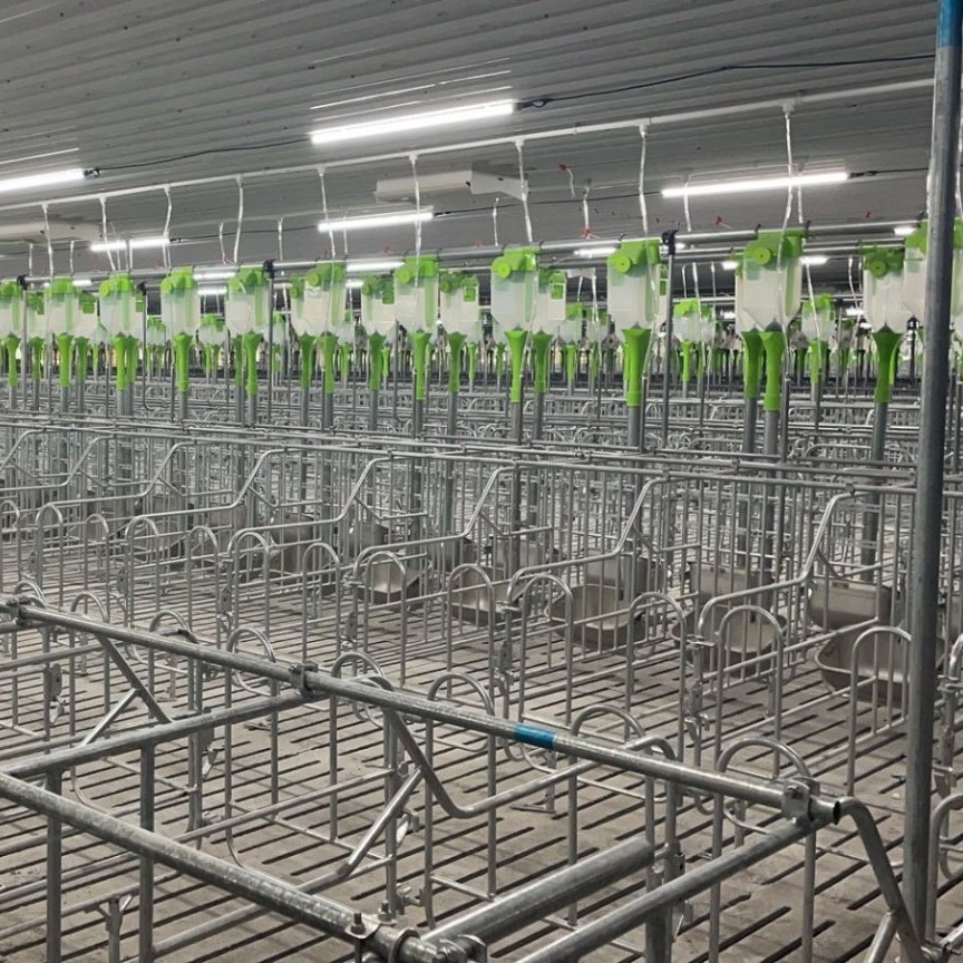 Garantía de 1 año para equipos de crianza de cerdos, columna monomérica, columna de embarazo, columna de posicionamiento de cerdas, cría inteligente y eficiente